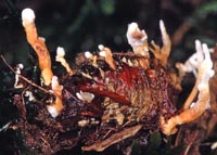 Cordyceps memorabilis = Isaria farinosa