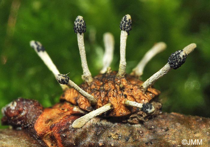 Ophiocordyceps clavulata = Cordyceps clavulata