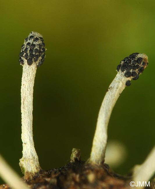 Ophiocordyceps clavulata = Cordyceps clavulata