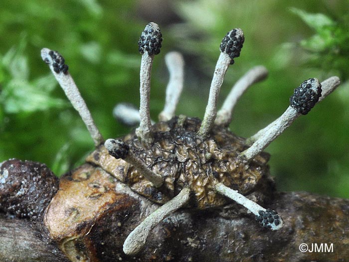 Ophiocordyceps clavulata = Cordyceps clavulata