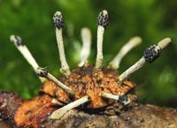 Ophiocordyceps clavulata