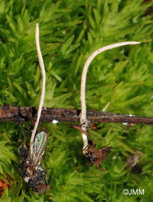 Ophiocordyceps ditmarii = Hymenostilbe muscaria