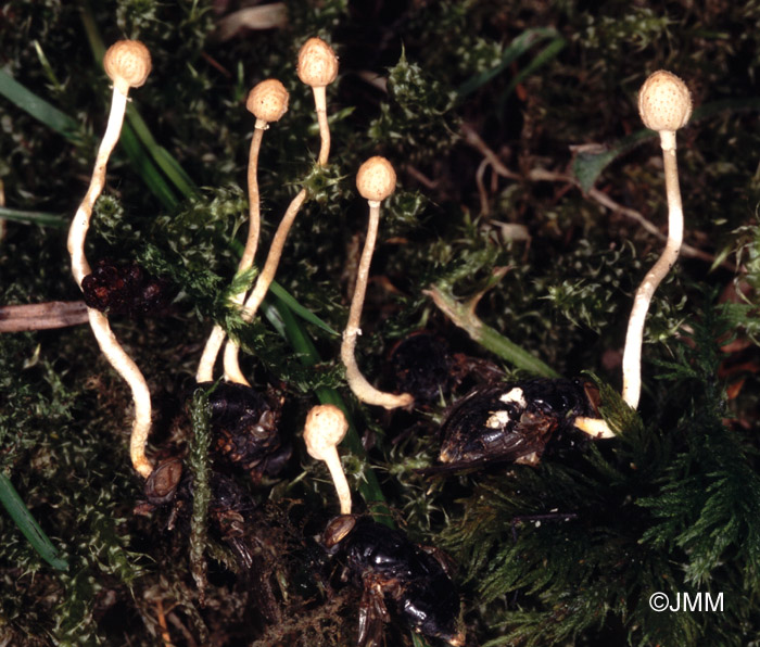 Ophiocordyceps ditmarii