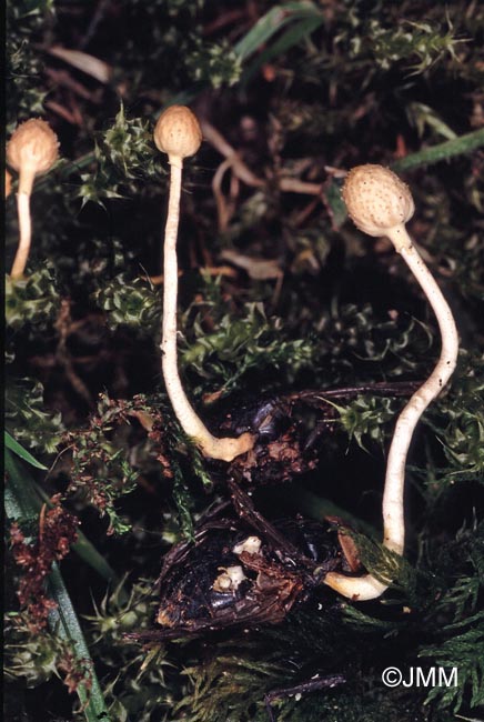 Ophiocordyceps ditmarii