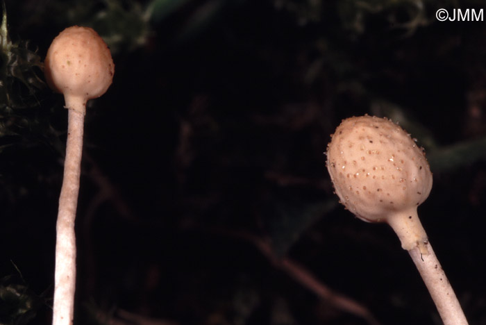 Ophiocordyceps ditmarii