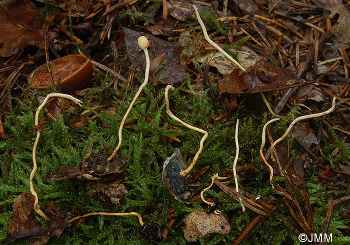Ophiocordyceps ditmarii = Hymenostilbe muscaria