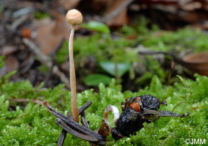 Ophiocordyceps ditmarii