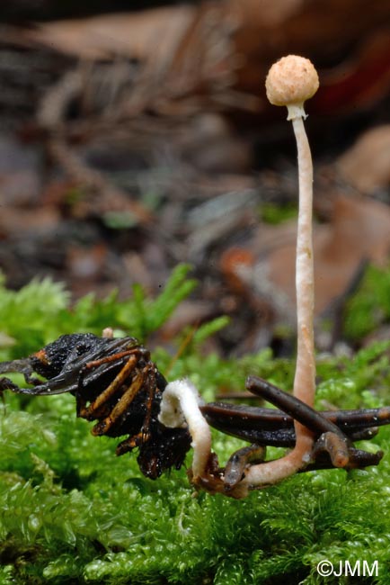 Ophiocordyceps ditmarii