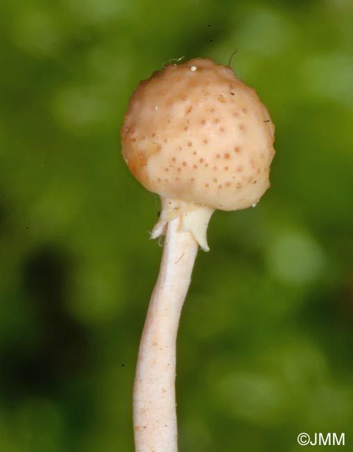 Ophiocordyceps ditmarii