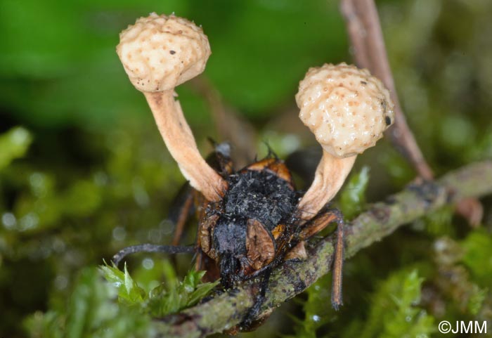 Ophiocordyceps ditmarii