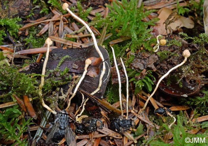 Ophiocordyceps ditmarii =  Hymenostilbe muscaria