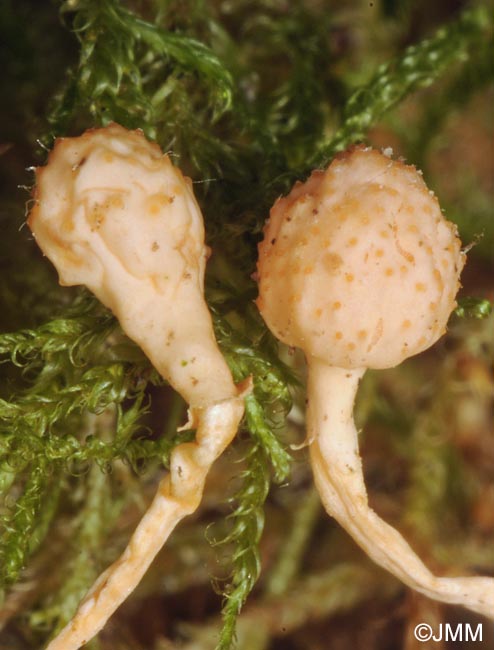 Ophiocordyceps ditmarii