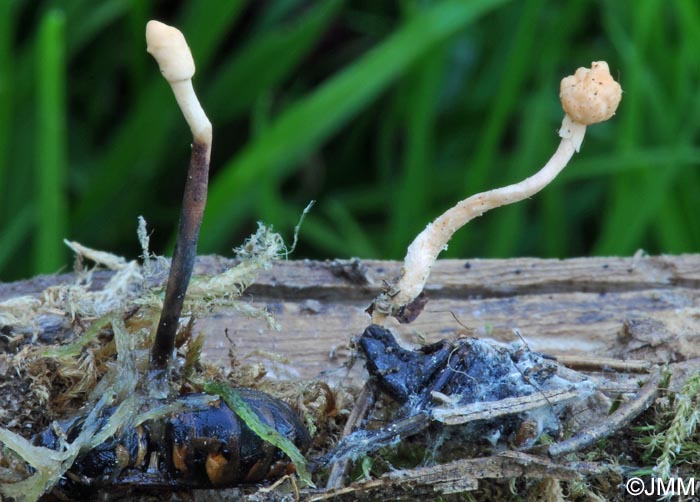 Ophiocordyceps ditmarii et Polycephalomyces ditmarii