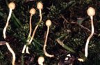 Ophiocordyceps ditmarii