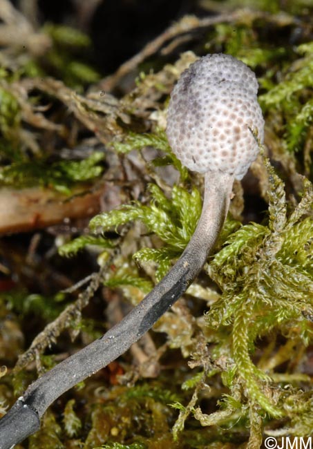 Ophiocordyceps entomorrhiza