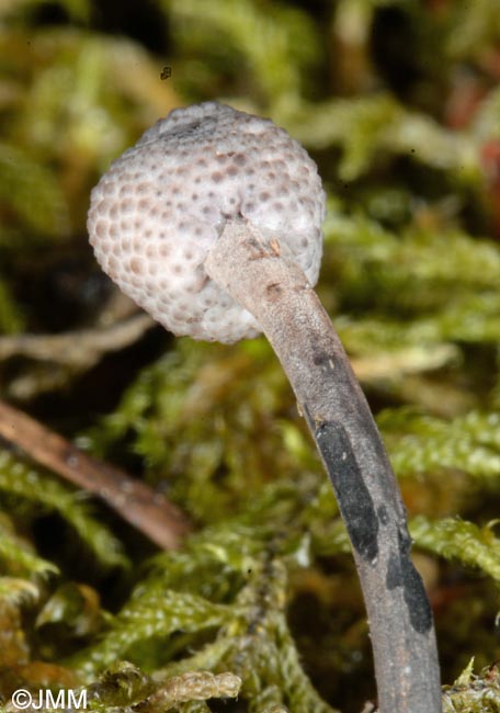 Ophiocordyceps entomorrhiza