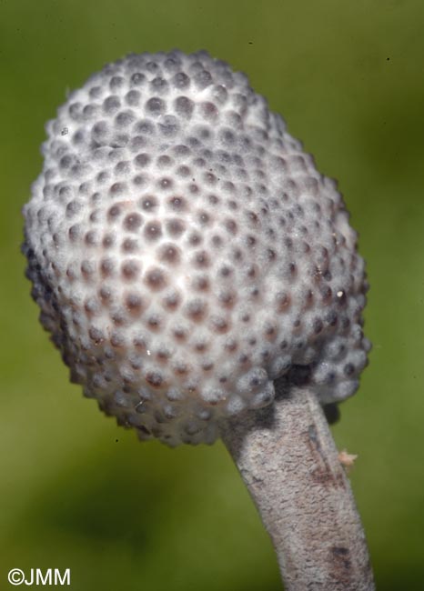 Ophiocordyceps entomorrhiza