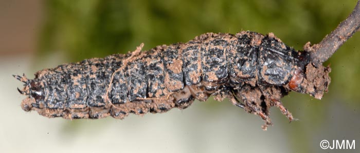 Lampyre parasité par Ophiocordyceps entomorrhiza