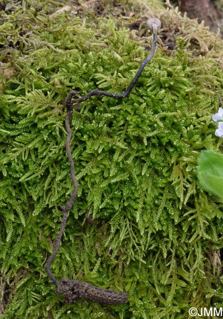 Ophiocordyceps entomorrhiza