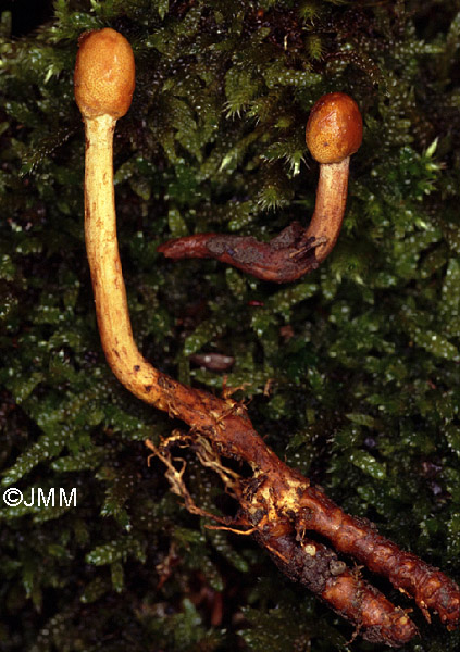 Ophiocordyceps gracilis