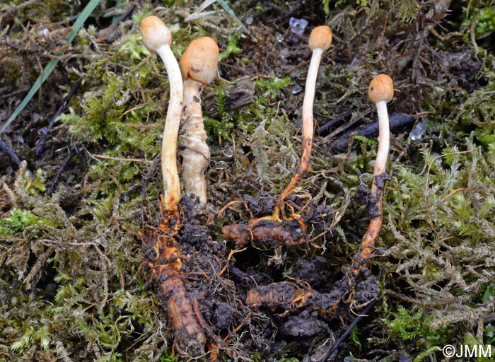 Ophiocordyceps gracilis = Cordyceps gracilis