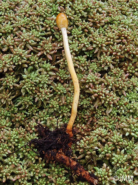 Ophiocordyceps gracilis