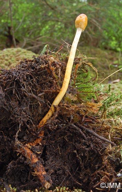 Ophiocordyceps gracilis