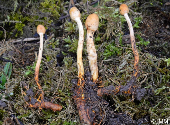 Ophiocordyceps gracilis = Cordyceps gracilis