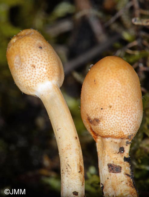 Ophiocordyceps gracilis = Cordyceps gracilis