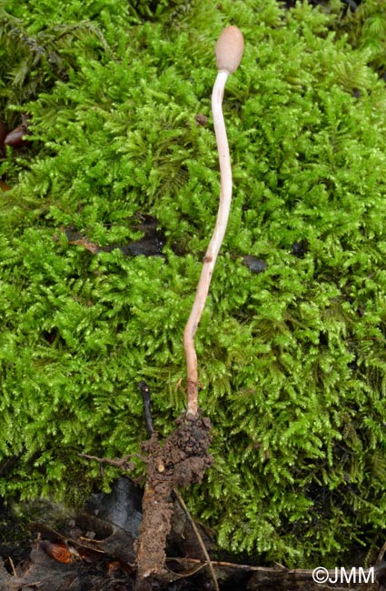 Ophiocordyceps larvicola = Cordyceps larvicola