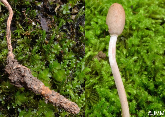 Ophiocordyceps larvicola = Cordyceps larvicola