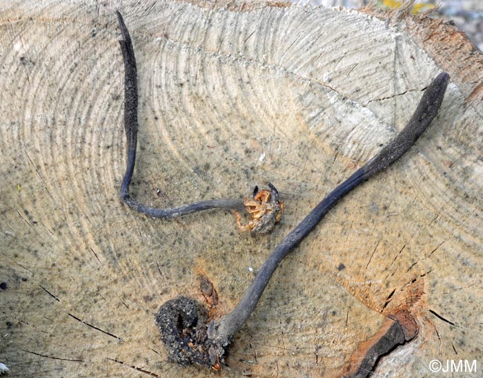 Ophiocordyceps ravenelii
