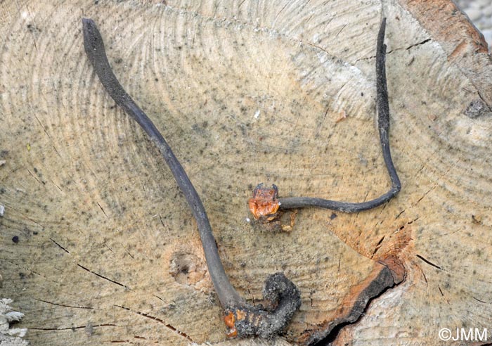 Ophiocordyceps ravenelii