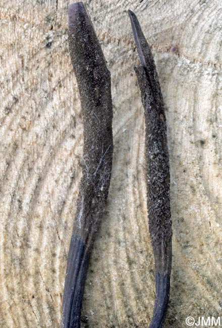 Ophiocordyceps ravenelii