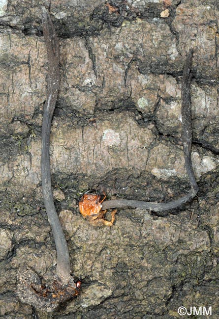 Ophiocordyceps ravenelii