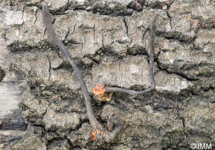 Ophiocordyceps ravenelii