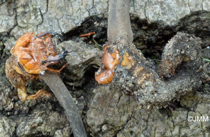 Ophiocordyceps ravenelii & Polyphylla decemlineata