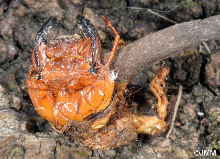 Ophiocordyceps ravenelii & Polyphylla decemlineata