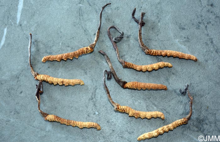 Ophiocordyceps sinensis