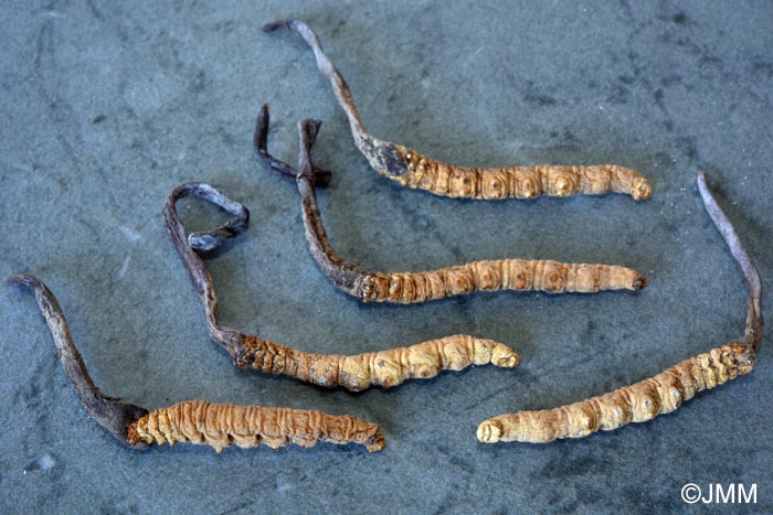 Ophiocordyceps sinensis