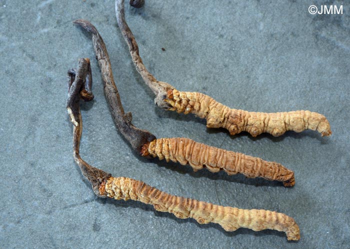 Ophiocordyceps sinensis