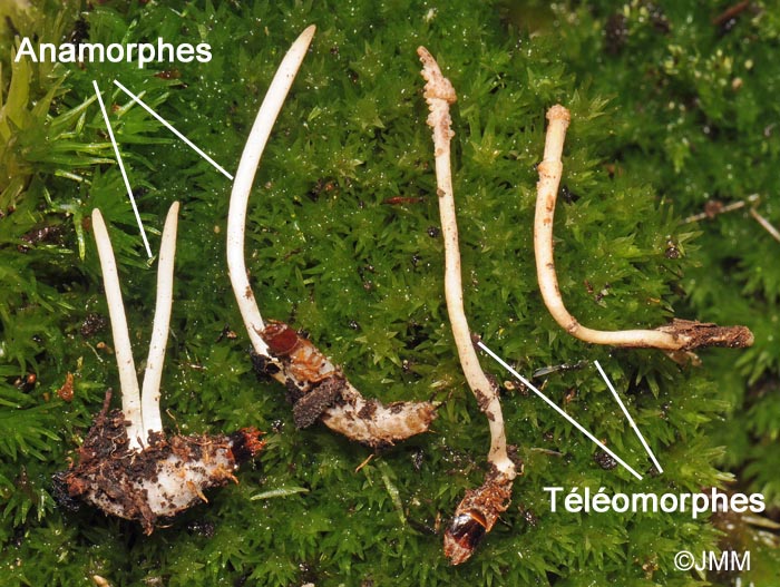 Ophiocordyceps superficialis