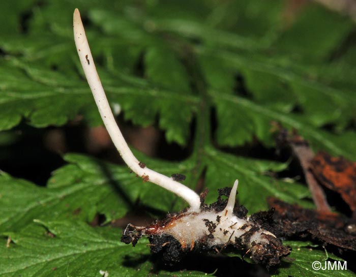 Ophiocordyceps superficialis