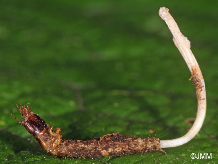 Ophiocordyceps superficialis