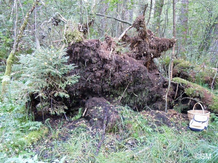 Site propice aux larves de staphylin et  Ophiocordyceps superficialis