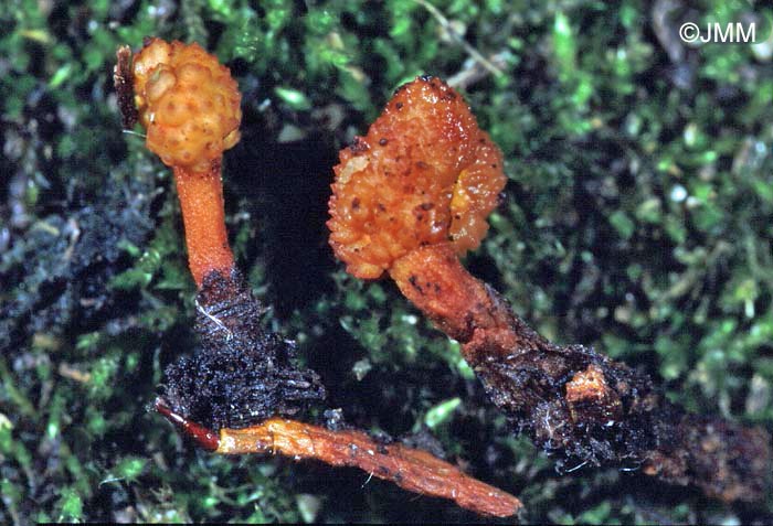 Ophiocordyceps variabilis