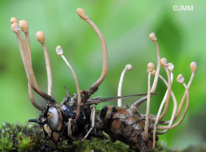 Polycephalomyces ditmarii