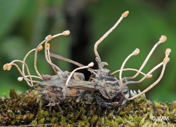 Polycephalomyces ditmarii