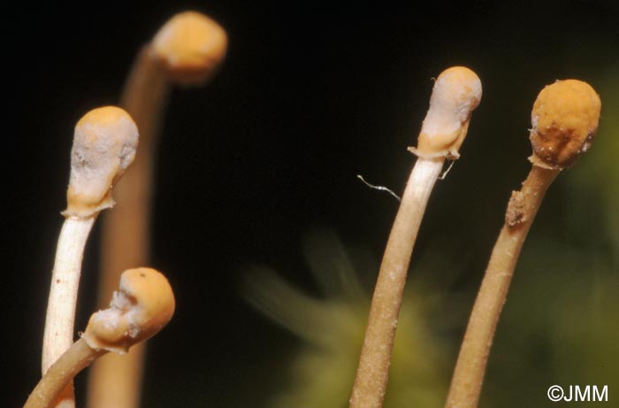 Polycephalomyces ditmarii