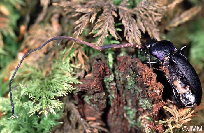 Polycephalomyces ramosus